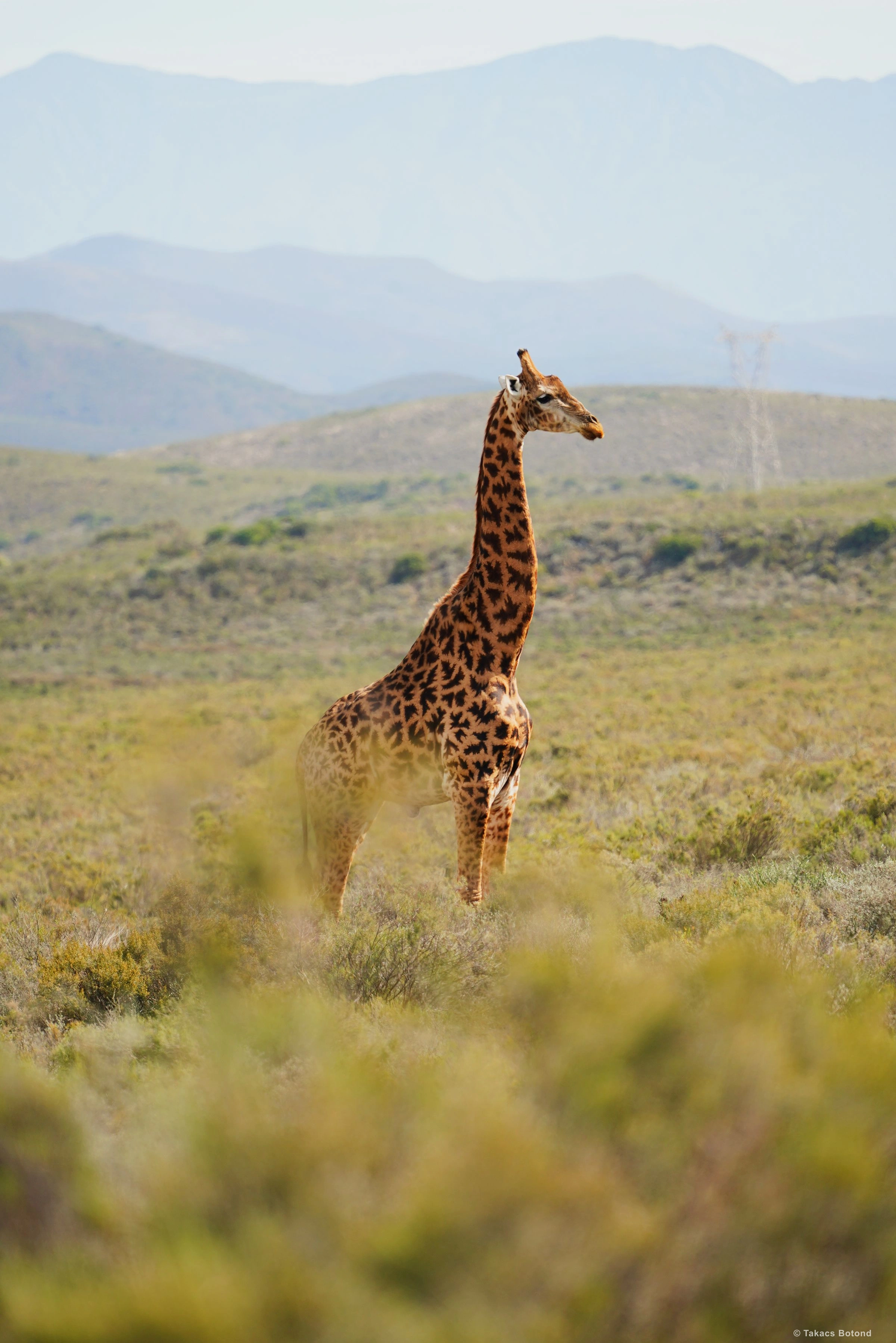 Say it with your chest